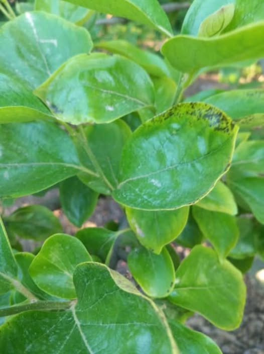 الإصابة في شجرة الكاكا